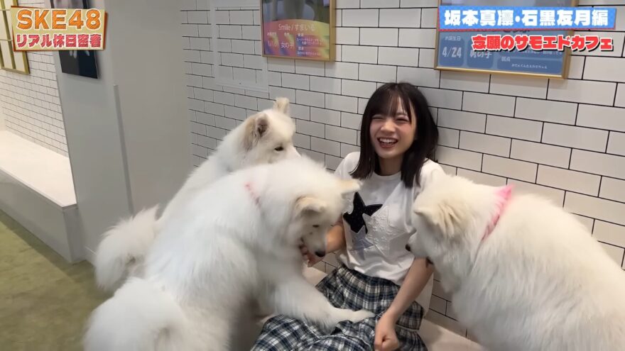 サモエド犬に囲まれる坂本真凛
