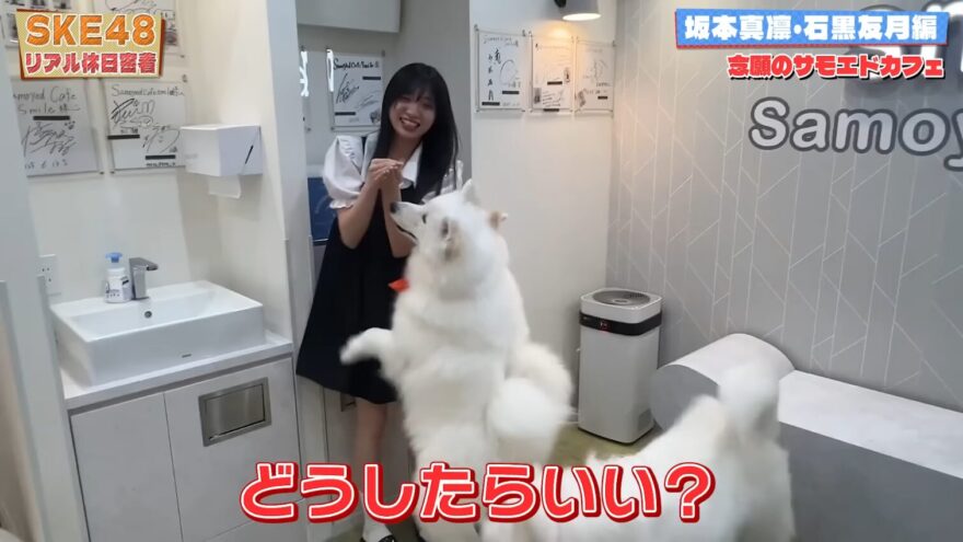 サモエド犬に囲まれる石黒友月